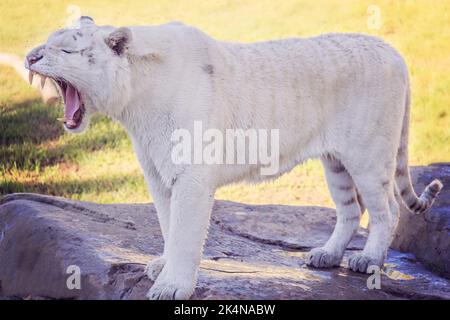 Tigre blanc rare Banque D'Images