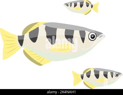 Archer Fish, illustration, vecteur sur fond blanc. Illustration de Vecteur