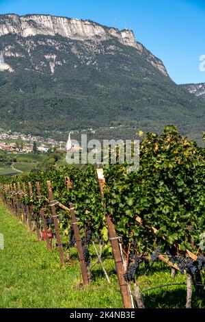 Vignerons, dans la vallée de l'Etsch, près du village de Kaltern sur la route des vins, vignes rouges, Tyrol du Sud, Italie, Banque D'Images