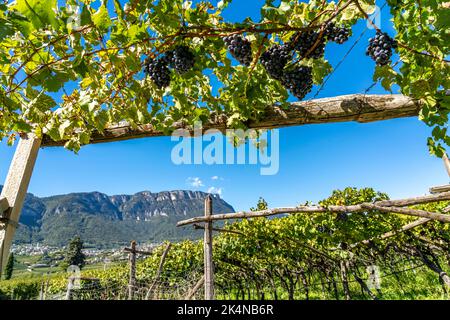 Vignerons, dans la vallée de l'Etsch, près du village de Kaltern sur la route des vins, vignes rouges, Tyrol du Sud, Italie, Banque D'Images