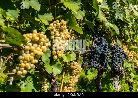 Vignerons, dans la vallée de l'Etsch, près du village de Kaltern sur la route des vins, vignes rouges, Tyrol du Sud, Italie, Banque D'Images