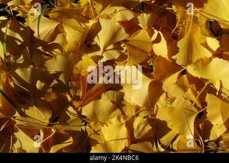 Des feuilles de gingko jaunes tombées reposent sur le sol. Banque D'Images