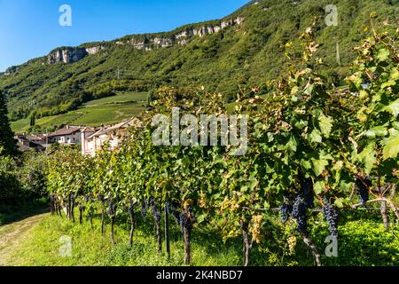 Vignerons, dans la vallée de l'Etsch, près du village de Kaltern sur la route des vins, vignes rouges, Tyrol du Sud, Italie, Banque D'Images