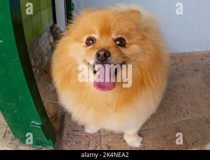 Très drôle de chien orange avec la bouche ouverte s'assoit et attend le propriétaire en Italie Positano Banque D'Images