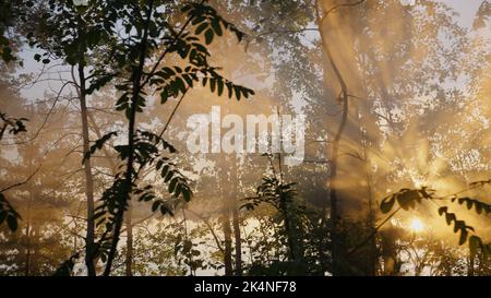 La lumière du coucher du soleil traverse les branches des arbres forestiers. Les rayons du soleil créent du brouillard qui s'élève au-dessus du sol. Le soleil se cache derrière de puissants arbres et la nuit vient Banque D'Images