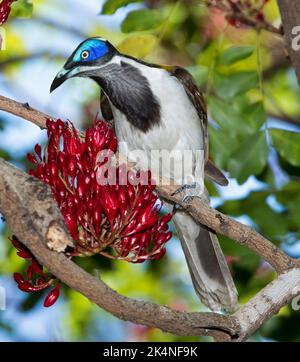 Honeyeater à fond bleu, cyanotis d'Entomyzon, se nourrissant de fleurs rouges de l'arbre perroquet ivre, Schotia brachypetala, en Australie Banque D'Images