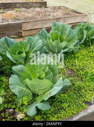 Choux poussant dans un jardin potager de l'arrière-cour en Australie. Banque D'Images