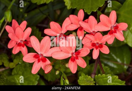 Groupe de fleurs roses profondes de Freesia laxa, freesia tropical, sur fond de feuilles vertes, dans un jardin australien. Banque D'Images