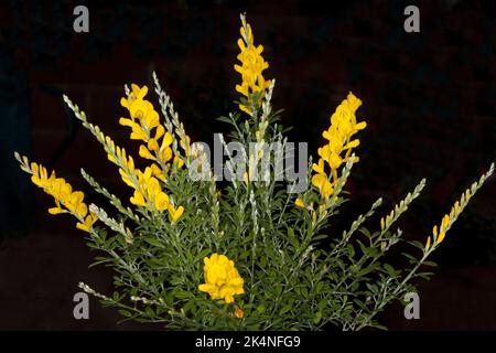 Fleurs parfumées jaunes et feuilles vertes de Genista x spachiana 'Nana' syn. Cytisus racemosus 'Nana' - balai nain, sur fond sombre en Australie Banque D'Images