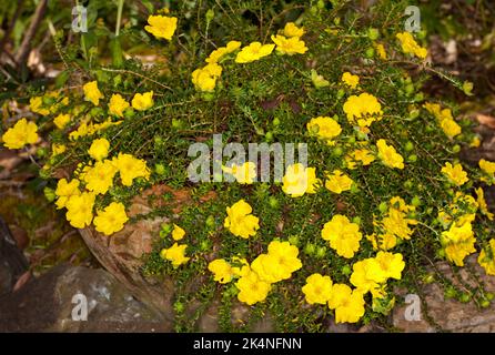 Masse de superbes fleurs jaunes d'or de Hibbertia serpyllifolia, Thyme Guinée Fleur, fleurs sauvages australiennes, contre des feuilles vert foncé Banque D'Images