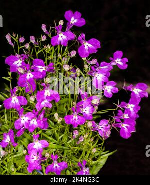 Grappe de fleurs violet vif / magenta et de feuilles vert vif de Lobelia erinus, plante de jardin annuelle, sur fond sombre, en Australie Banque D'Images