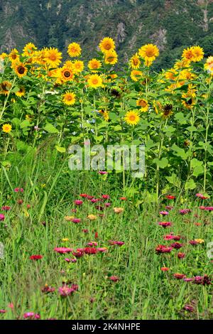 Tournesol région de la rivière Tadamigawa Fukushima Japon Banque D'Images