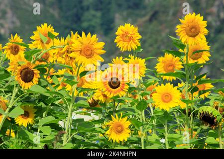 Tournesol région de la rivière Tadamigawa Fukushima Japon Banque D'Images