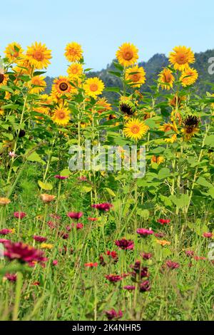 Tournesol région de la rivière Tadamigawa Fukushima Japon Banque D'Images