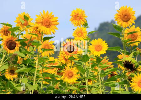 Tournesol région de la rivière Tadamigawa Fukushima Japon Banque D'Images