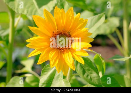 Tournesol région de la rivière Tadamigawa Fukushima Japon Banque D'Images