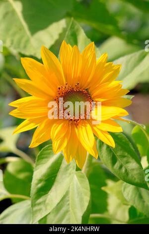 Tournesol région de la rivière Tadamigawa Fukushima Japon Banque D'Images