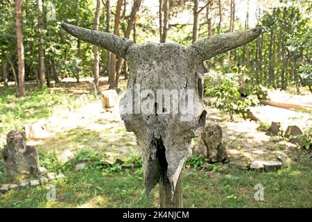 Vieux crâne de vache sur poteau en bois Banque D'Images