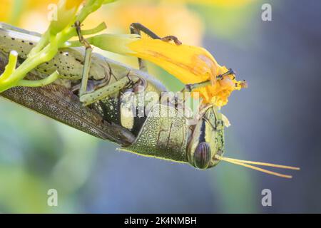 Un obscur sauterelle d'oiseaux apprécie une fleur d'esperanza au Mitchell Lake Audubon Centre près de San Antonio, Texas. Banque D'Images