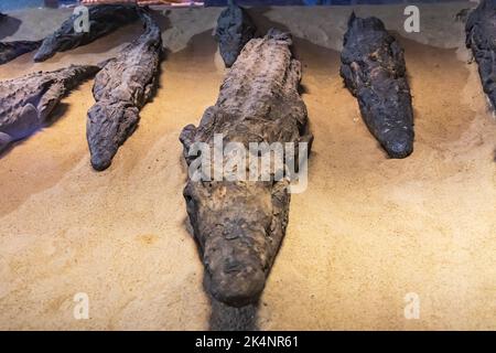 KOM Ombo, Assouan, Égypte. 25 février 2022. Des crocodiles momifiés dans un musée de Kom Ombo. Banque D'Images