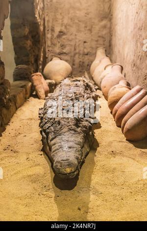 KOM Ombo, Assouan, Égypte. 25 février 2022. Des crocodiles momifiés dans un musée de Kom Ombo. Banque D'Images