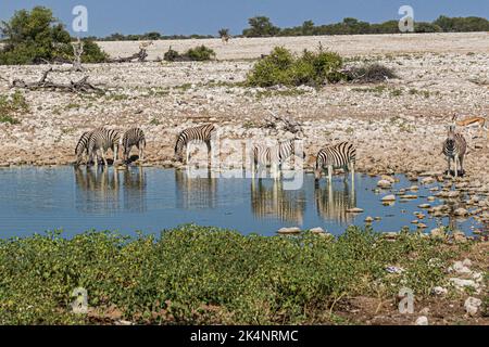 Un troupeau de zébrures de montagne de Hartmann dans le parc national d'Etosha Namibie buvant dans un trou d'eau Banque D'Images