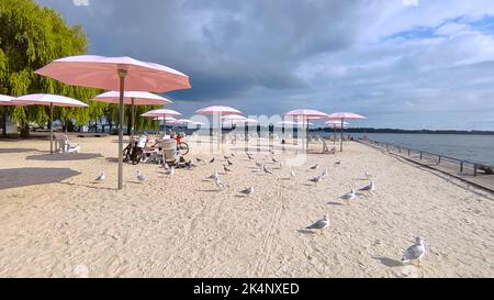 Mouettes lors d'une chaude journée d'été sur la plage Banque D'Images