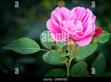 garden Roses Zoo de Calgary Alberta Banque D'Images