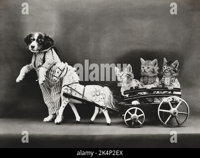 Un chiot tire trois chatons, vêtus de vêtements, dans un chariot, dans une photo nommée « Un tour de joie » par Harry Whittier libère Banque D'Images