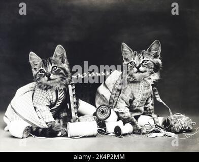 Deux chatons jouent avec des rouleaux de coton dans une photo nommée « Mischief makers » par Harry Whittier libère Banque D'Images