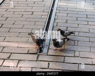Toruń, Pologne - 7 août 2018: Pigeons sur les pavés de la ville Banque D'Images
