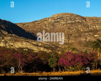 Bécassine pourpre à Lapinha da Serra, Minas Gerais, Brésil Banque D'Images