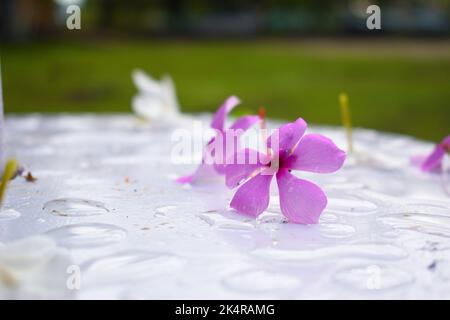 La fleur rose de mousse est tombée à plat sur une surface de sol blanche Banque D'Images