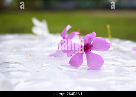 La fleur rose de mousse est tombée à plat sur une surface de sol blanche Banque D'Images