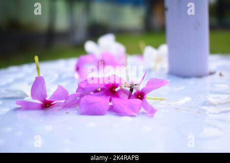 La fleur rose de mousse est tombée à plat sur une surface de sol blanche Banque D'Images