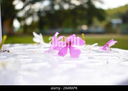 La fleur rose de mousse est tombée à plat sur une surface de sol blanche Banque D'Images