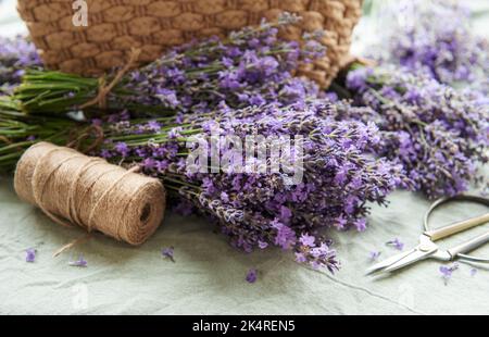 Élagage saisonnier de lavande. Un bouquet de lavande et de ciseaux coupés. Concept de jardinage Banque D'Images