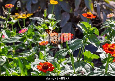 Plein cadre résumé texture arrière-plan d'un monarque papillon se nourrissant sur des fleurs de zinnia orange commune dans un jardin de papillons ensoleillé Banque D'Images