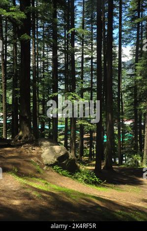 Cèdres déodar dans le parc national Van Vihar à Manali, Himachal Pradesh, Inde Banque D'Images