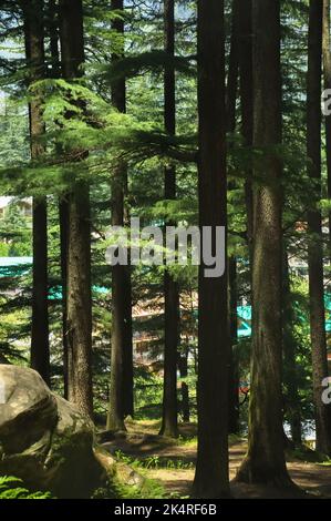 Cèdres déodar dans le parc national Van Vihar à Manali, Himachal Pradesh, Inde Banque D'Images