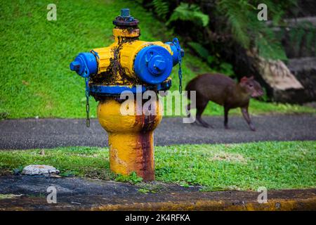 Incendie dans la ville de Gamboa, province de Colon, République du Panama, Amérique centrale. En arrière-plan est un Agouti, Dasyprocta punctata. Banque D'Images