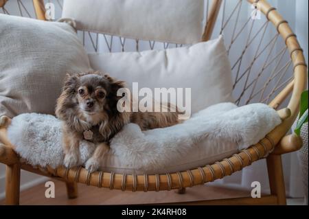 Chien vu assis sur une chaise Banque D'Images
