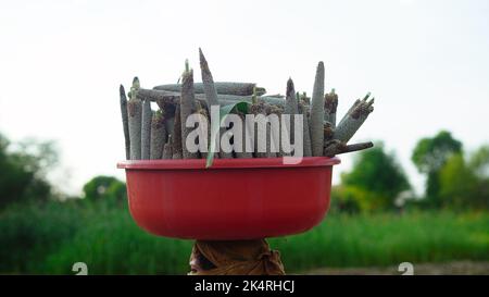 Femme travaille dans le bajra ou le champ de millet perlé. Femme indienne portant des céréales de millet sur sa tête dans un panier. Banque D'Images