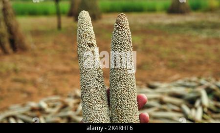 Bajra ou bourgeons de millet perlé dans le champ, Rajasthan, Inde. Personne non identifiée avec deux bourgeons de millet perlé. Banque D'Images