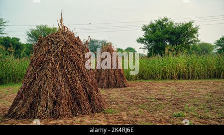 Paille de l'usine de millet perlé. Après la récolte, les agriculteurs l'utiliseront comme alimentation animale, compost pour la culture des champignons. Banque D'Images