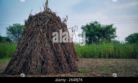 Tas de foin isolé sur une ferme agricole et symbole de l'agriculture du temps de récolte avec la paille de Pennisetum glaucum séchée comme une montagne de récolte de bajra séché hays Banque D'Images