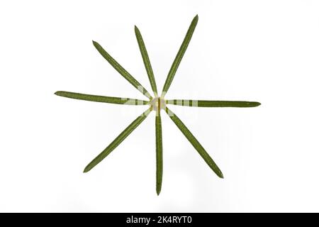 Echtes Labkraut, Gelbes Labkraut, Gelbes Waldstroh, Liebfrauenbettstroh, Liebkraut, Gliedkraut, Gelb-Labkraut, Galium verum, paille de lit de la dame, jaune B. Banque D'Images