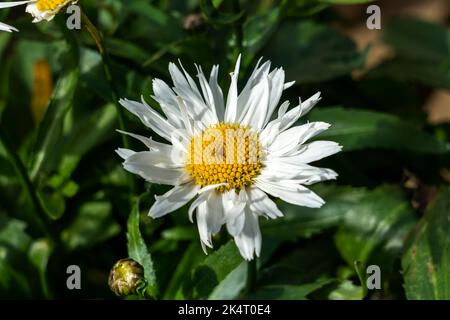 Leucanthemum x Superbum 'Madonna' plante à fleurs d'automne d'été avec une fleur blanche d'été communément connue sous le nom de Shasta Daisy, image de stock photo Banque D'Images