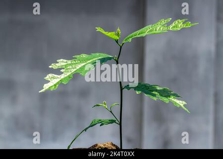 Euphorbiaceae plante de forme unique en vert, isolée sur fond gris Banque D'Images