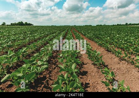 Jeunes plants de soja vert cultivés dans un champ de plantation agricole parfaitement propre, sélectif Banque D'Images